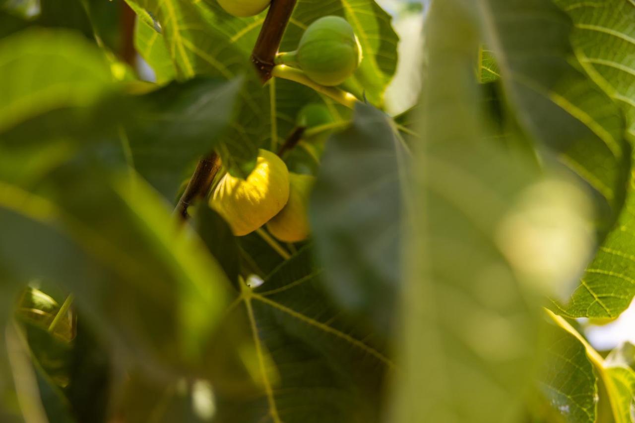 Agach Aparts-Savran Milas ภายนอก รูปภาพ