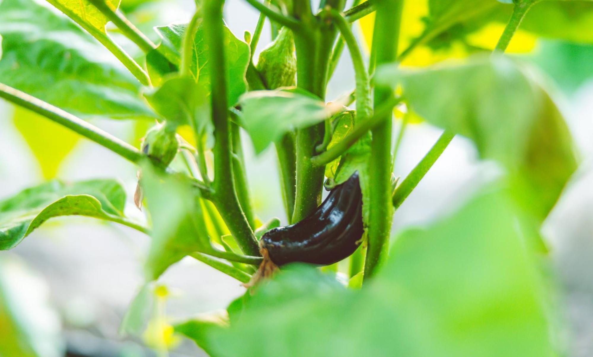 Agach Aparts-Savran Milas ภายนอก รูปภาพ